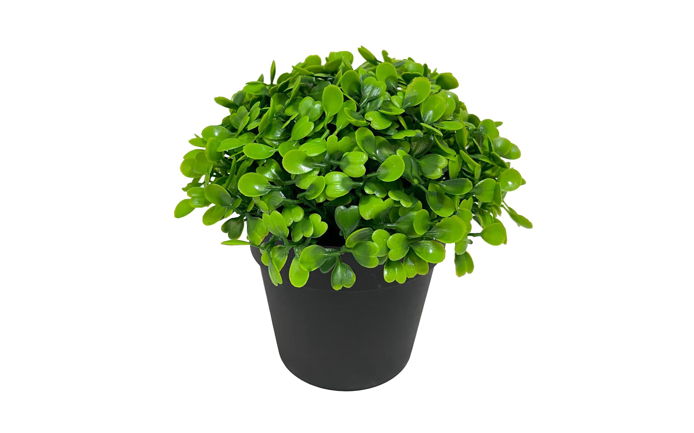 Planta decorativa, verde  1