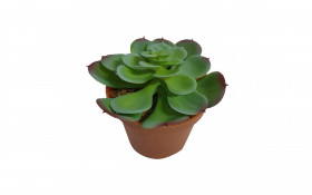 Planta decorativa thumb