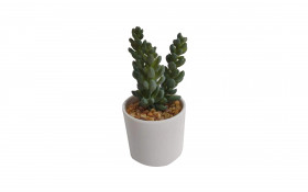 Planta decorativa thumb