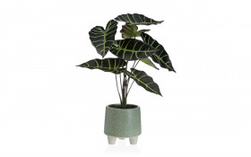 Planta decorativa thumb